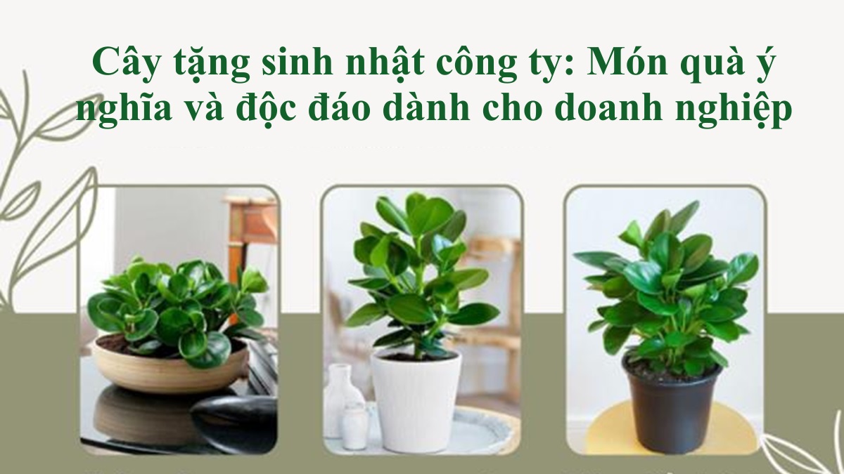 Cây tặng sinh nhật công ty: Món quà ý nghĩa và độc đáo dành cho doanh nghiệp